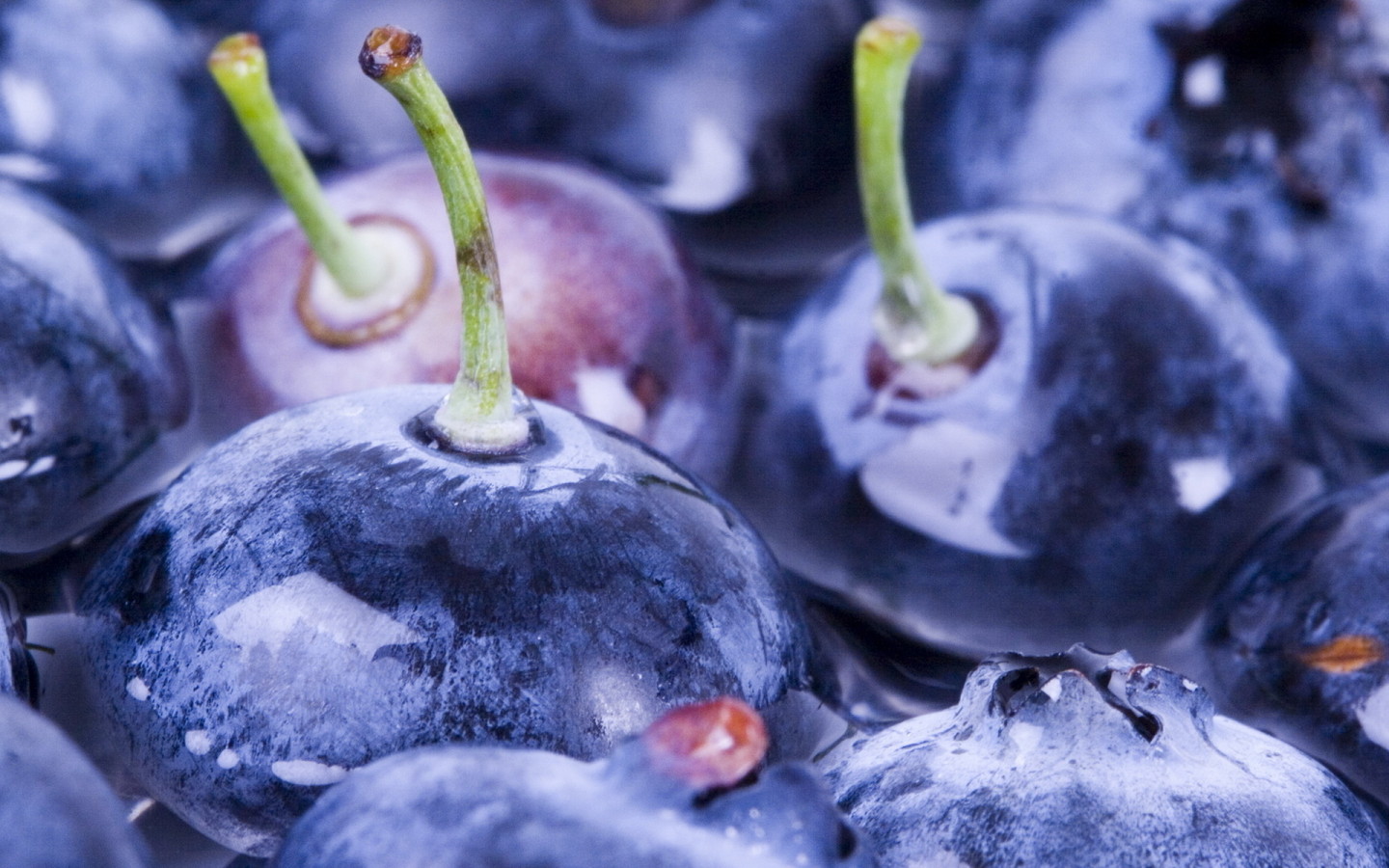 Ягоды черники