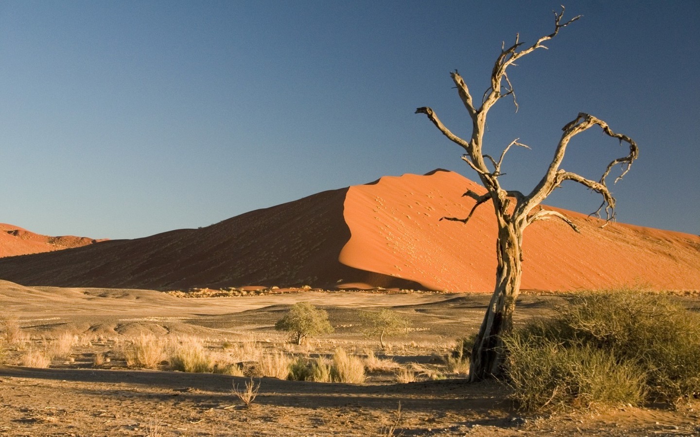 Сухое дерево в пустыне