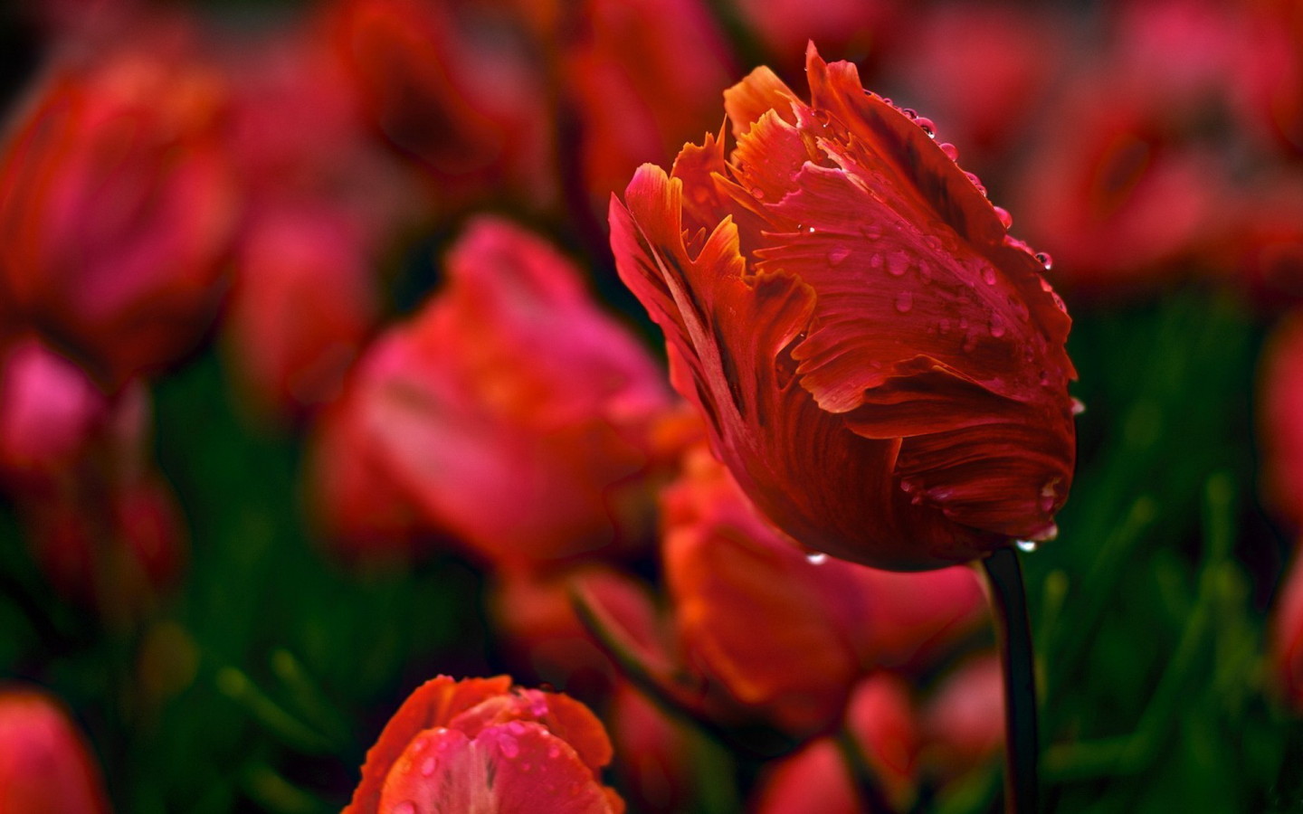 Красивые тюльпаны