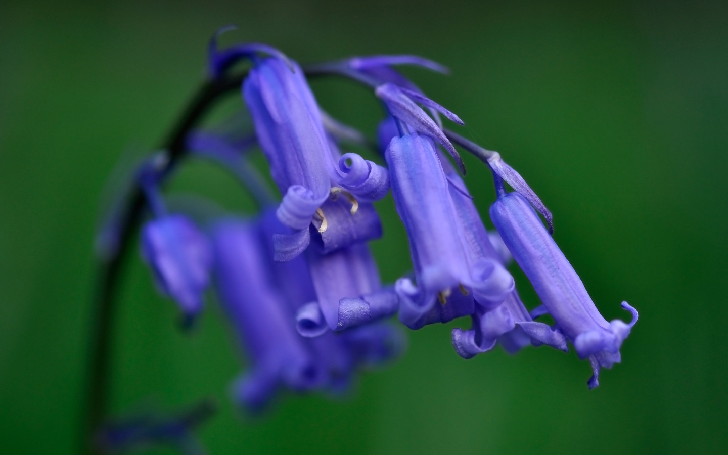 Колокольчики