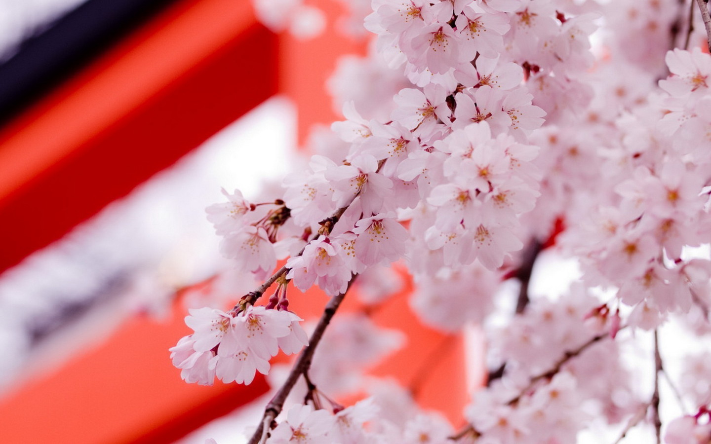 Цвет саккуры