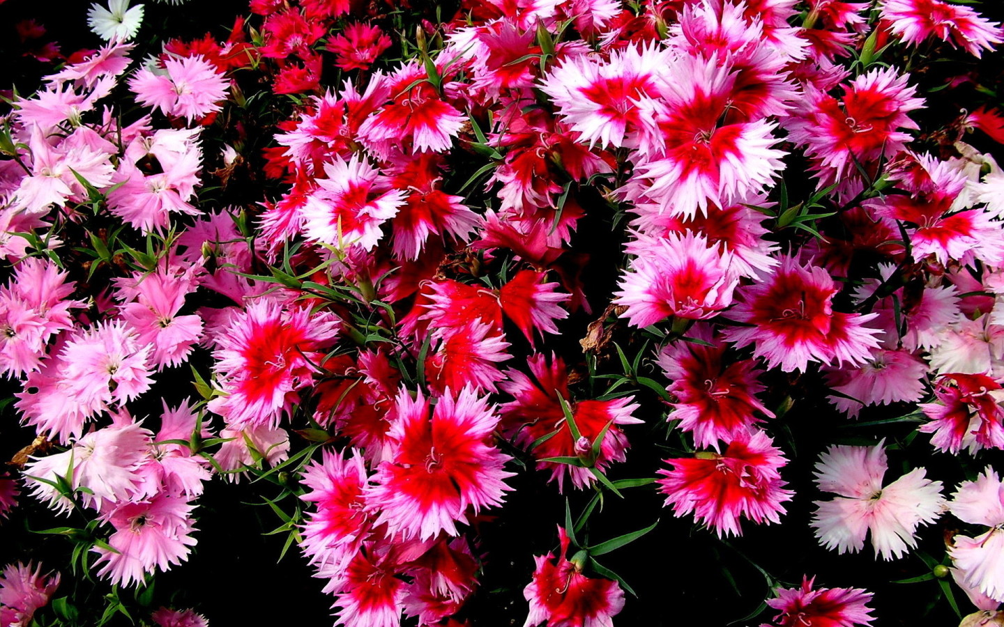 Колючие цветочки