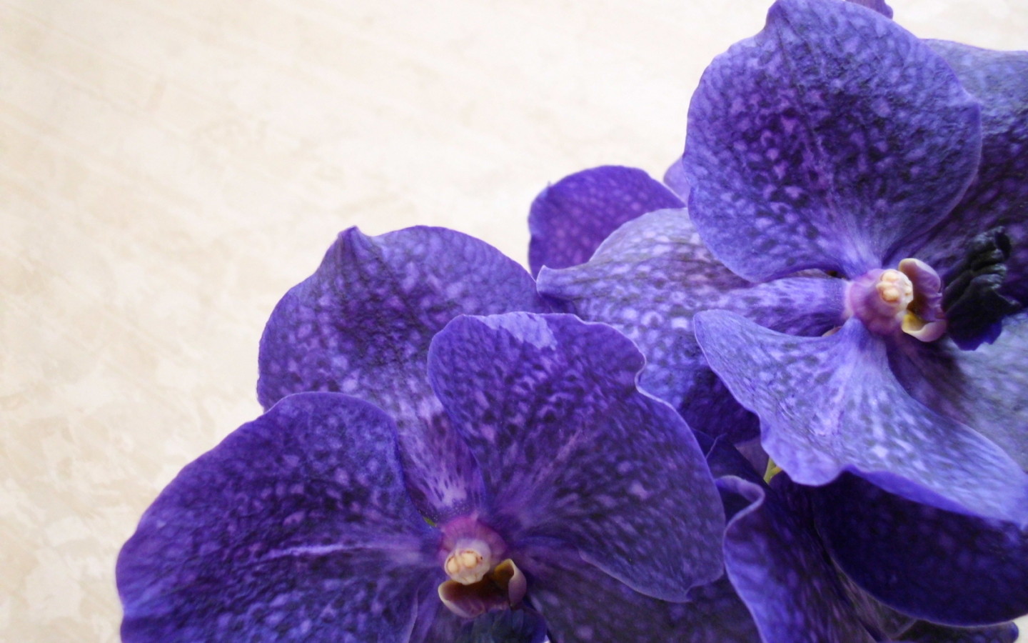 Сиреневая ванда