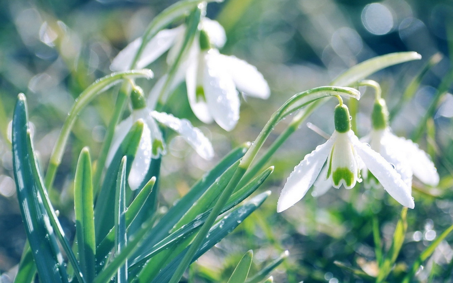 Подснежники