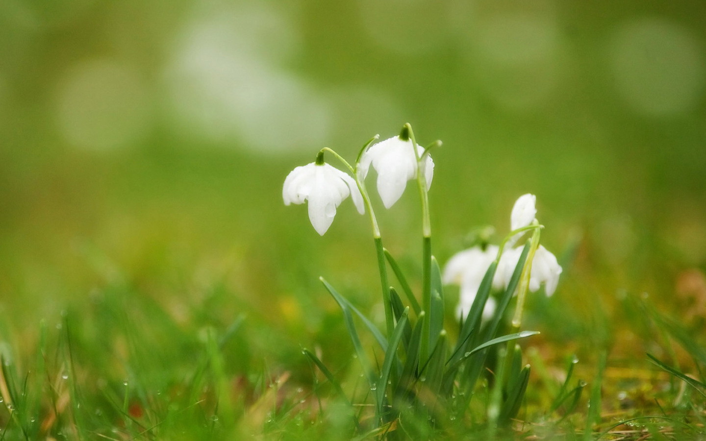 Подснежники в траве