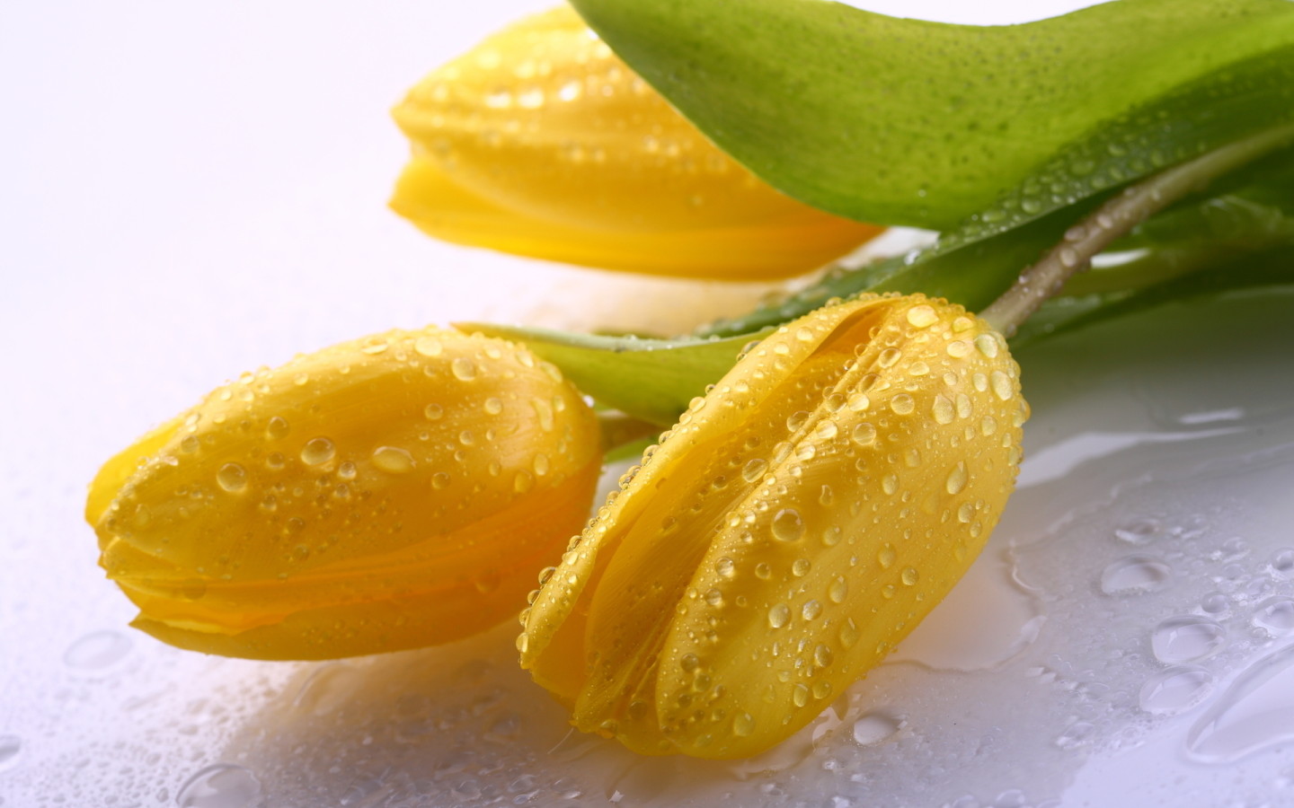 Три желтых тюльпана