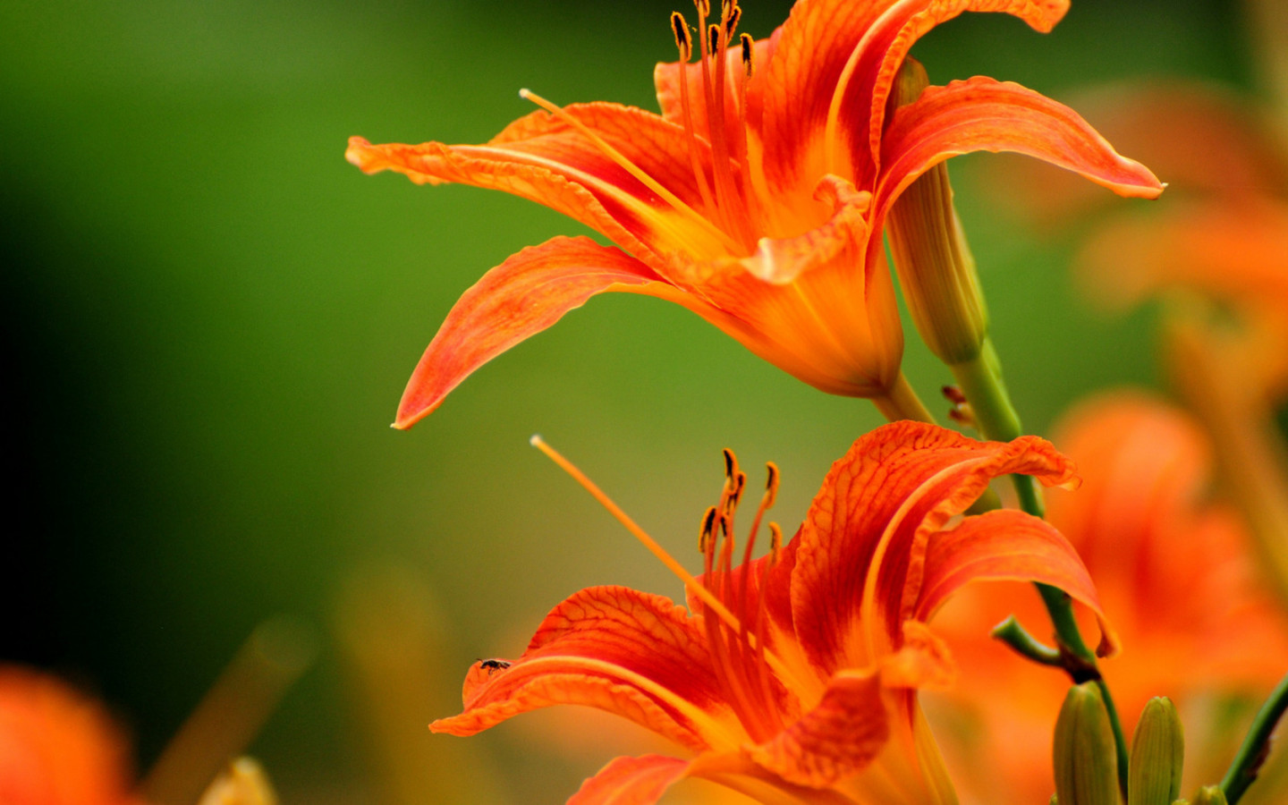 Яркие лилии