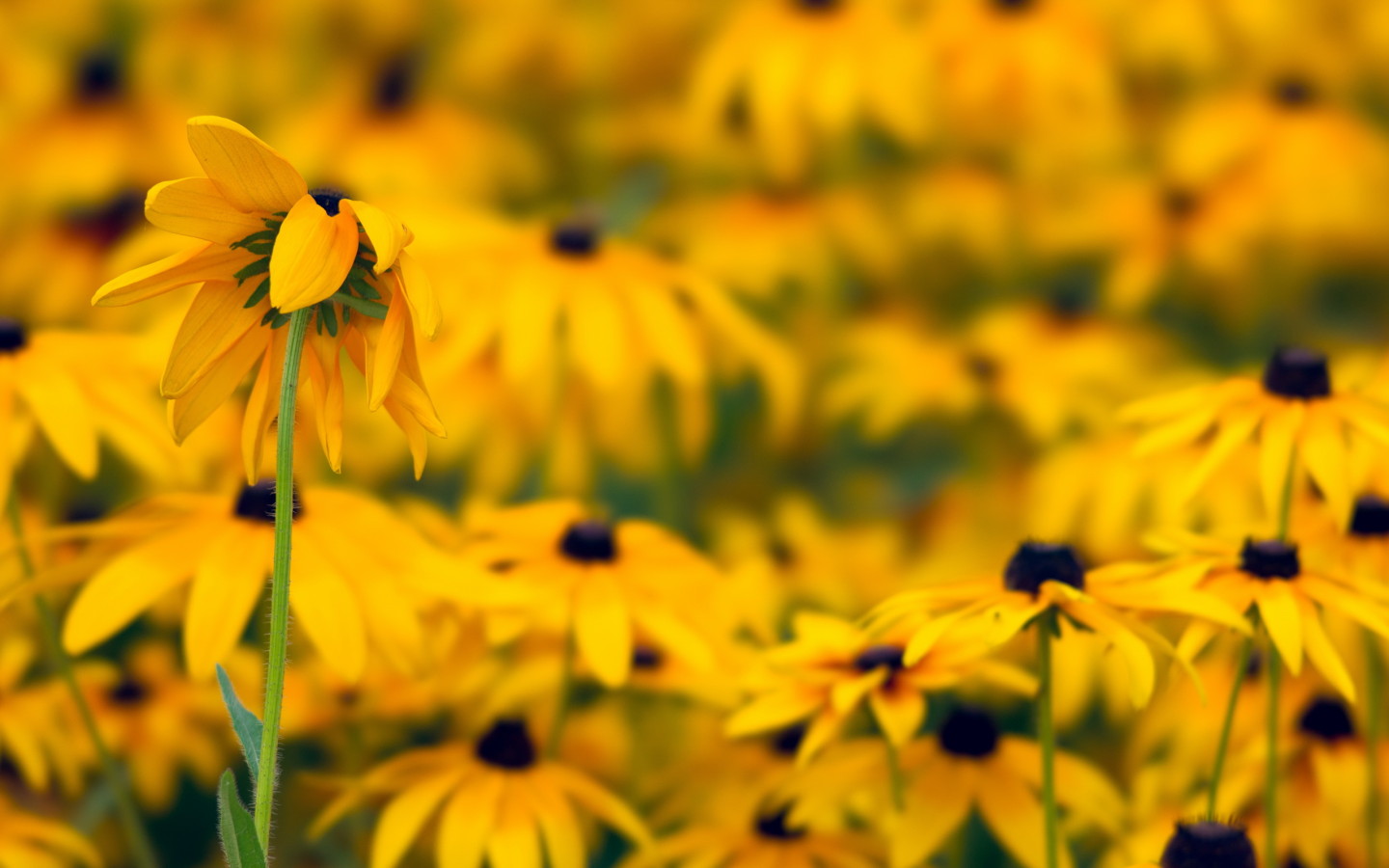 Желтые ромашки