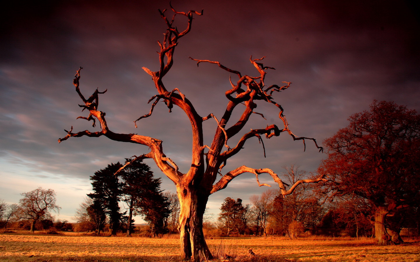 Сухое дерево