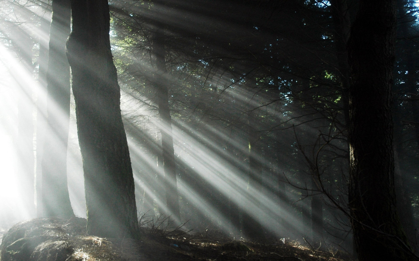 Свет через деревья