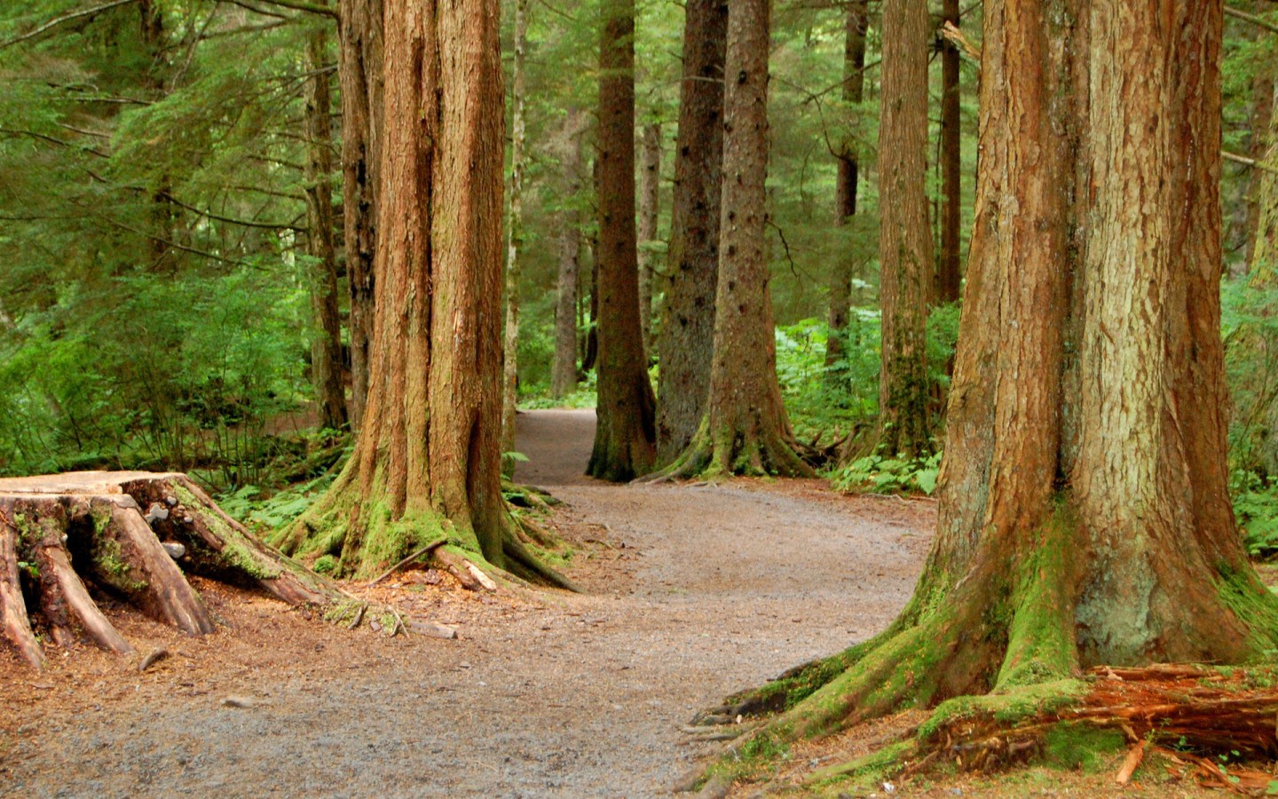 Национальный Лес