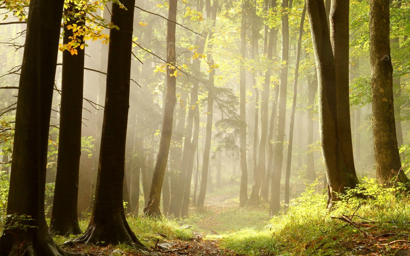 Тропа в лучах солнца