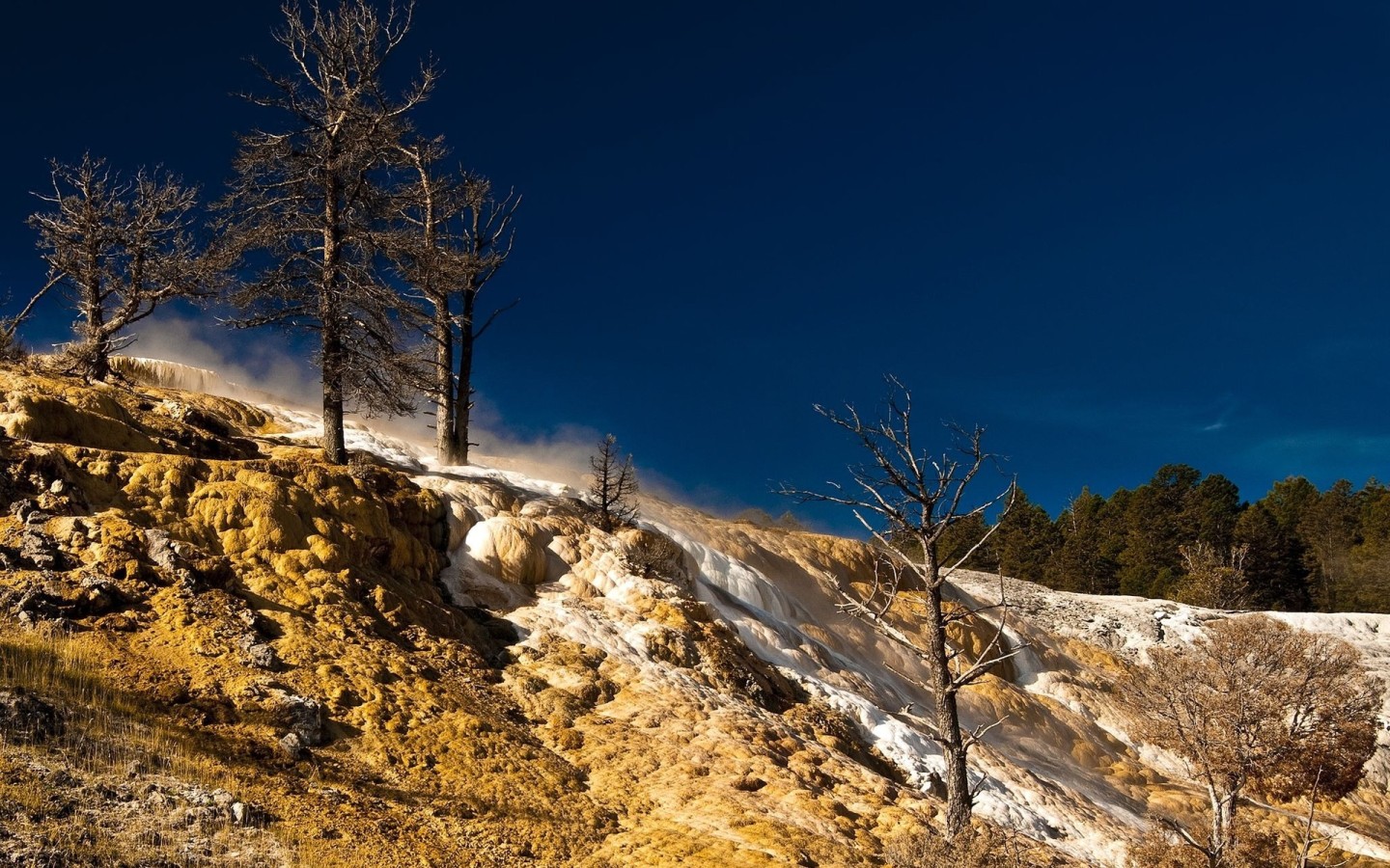 Сосны на возвышености