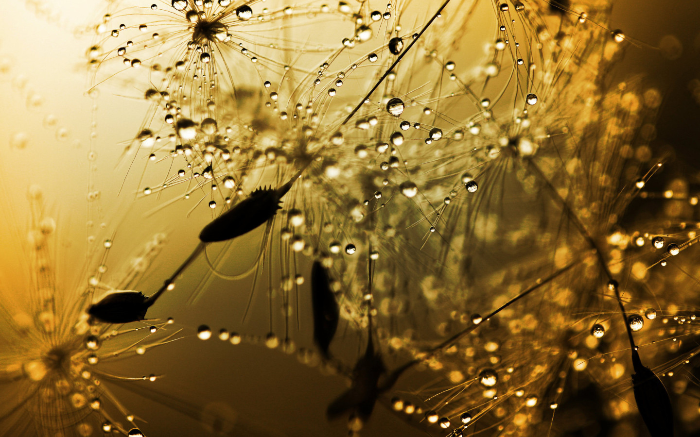 Бусинки дождя