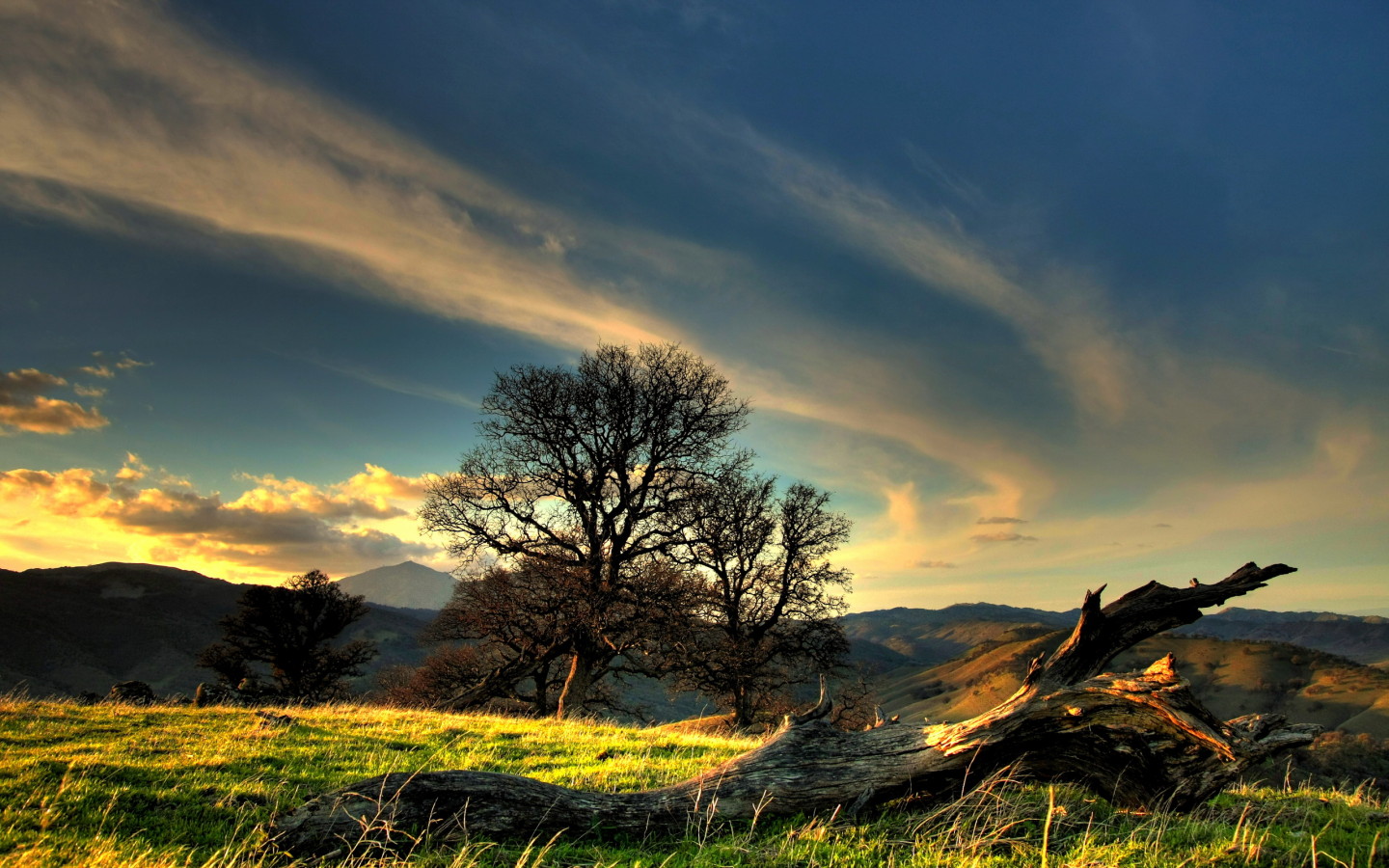 Коряга на холме