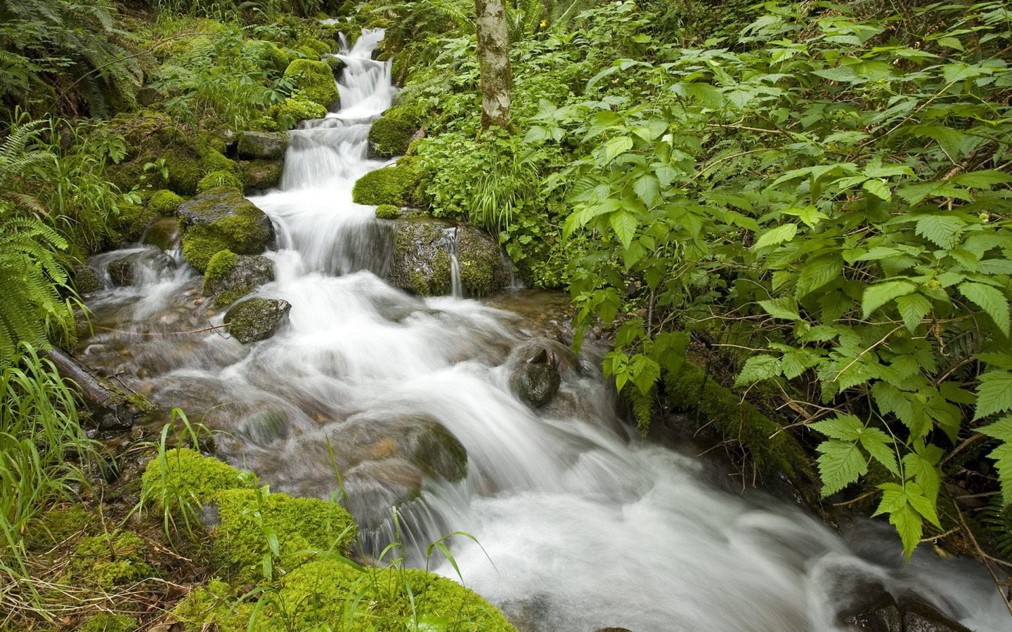 Маленький ручей