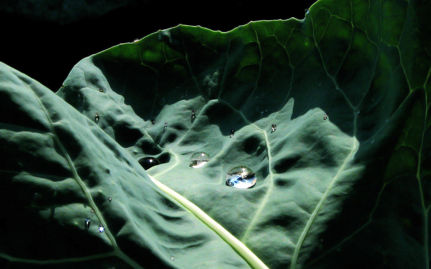 Капустный лист