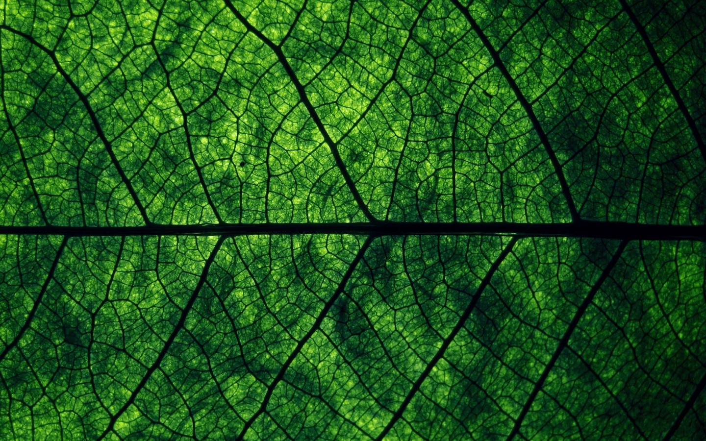 Зеленый лист Макро фото