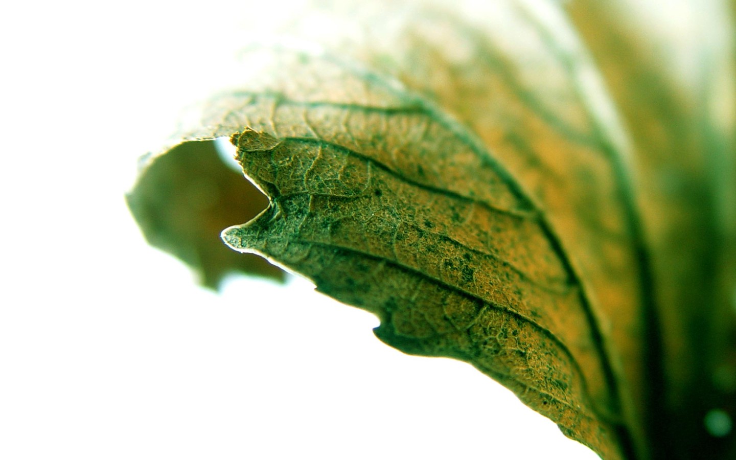 Листик крупным планом