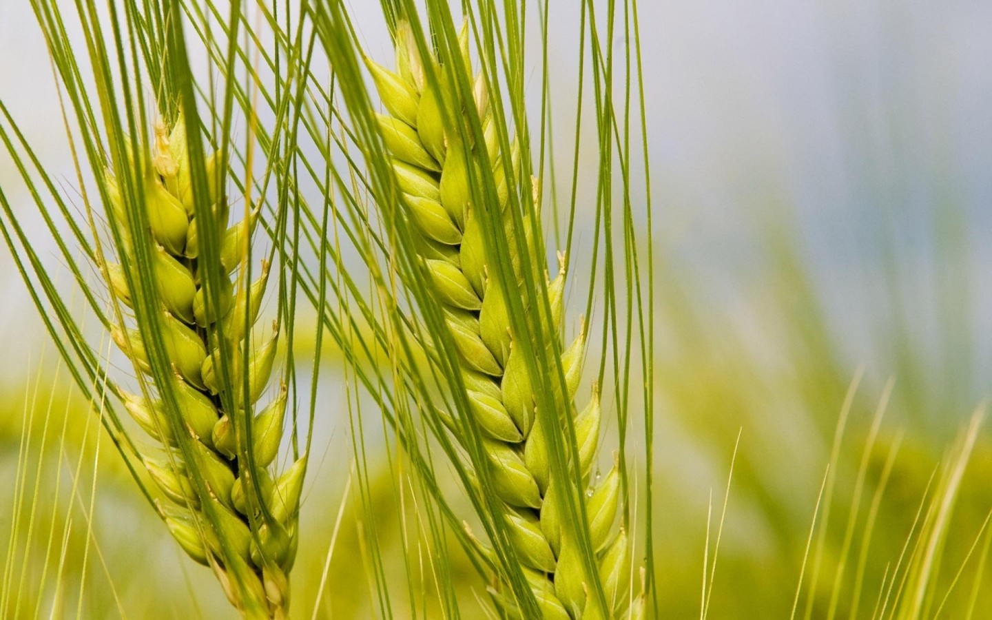 Колосья макро