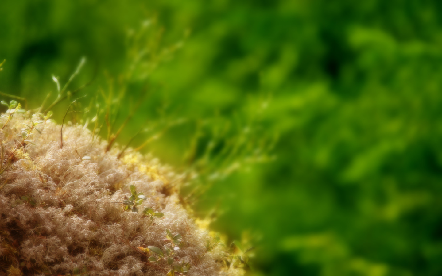 Маленькие ростки