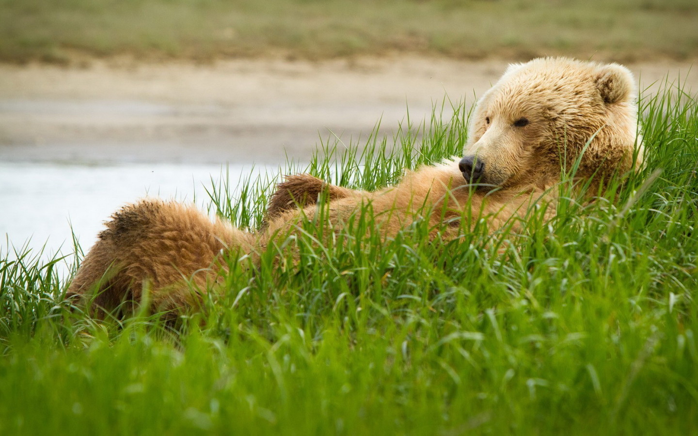 Медведь в траве