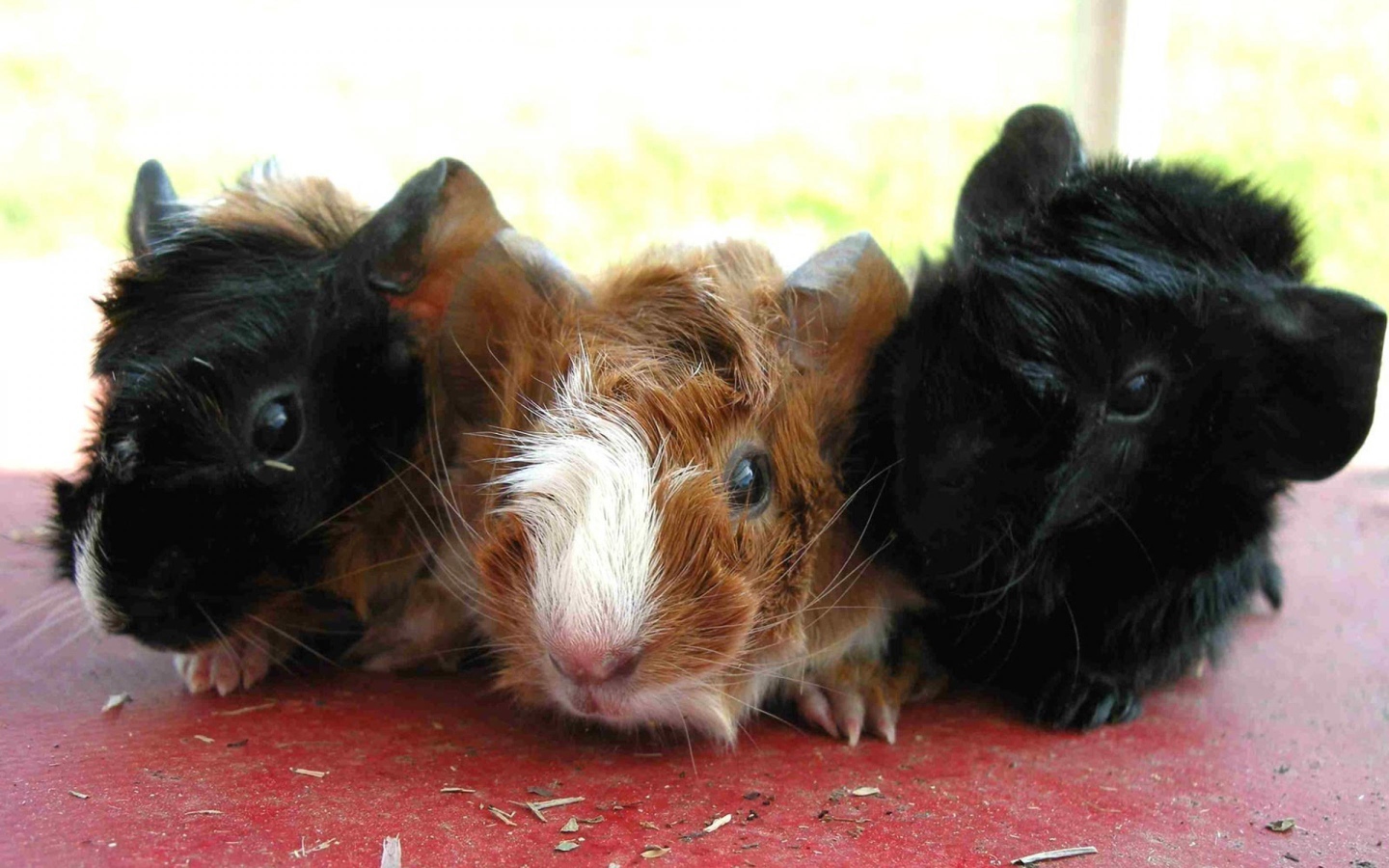 Морские свинки