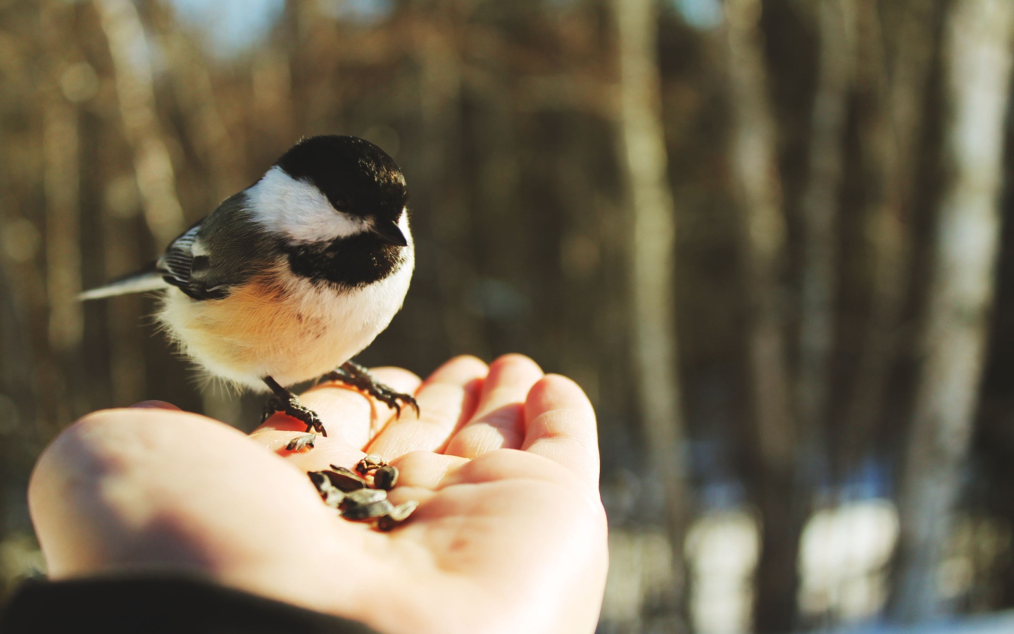 Птичка на ладони