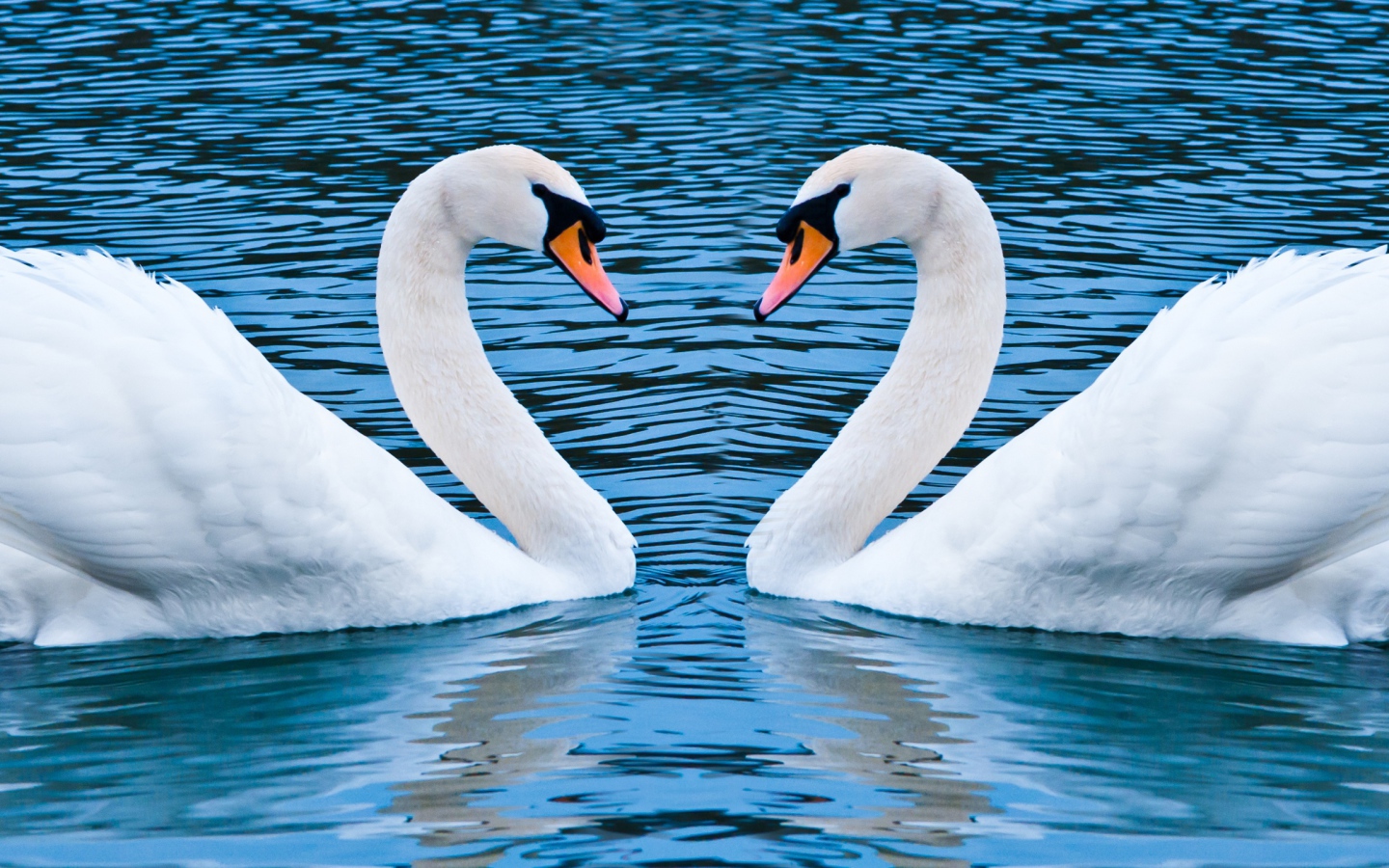 Два лебедя