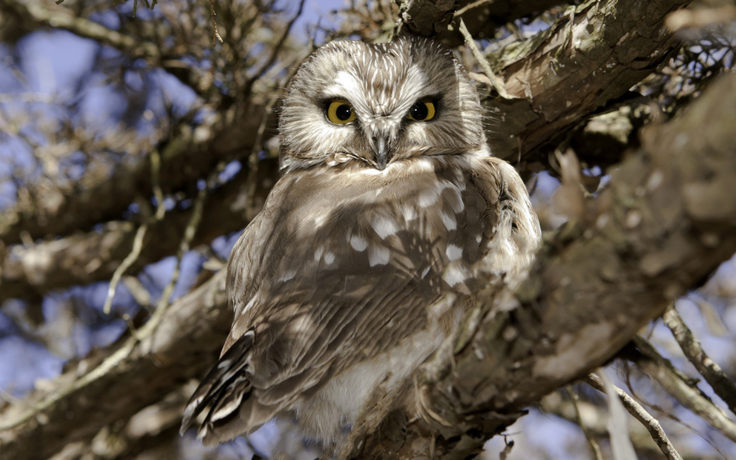 Сова на ветке