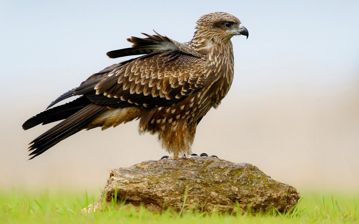 Пернатый хищник