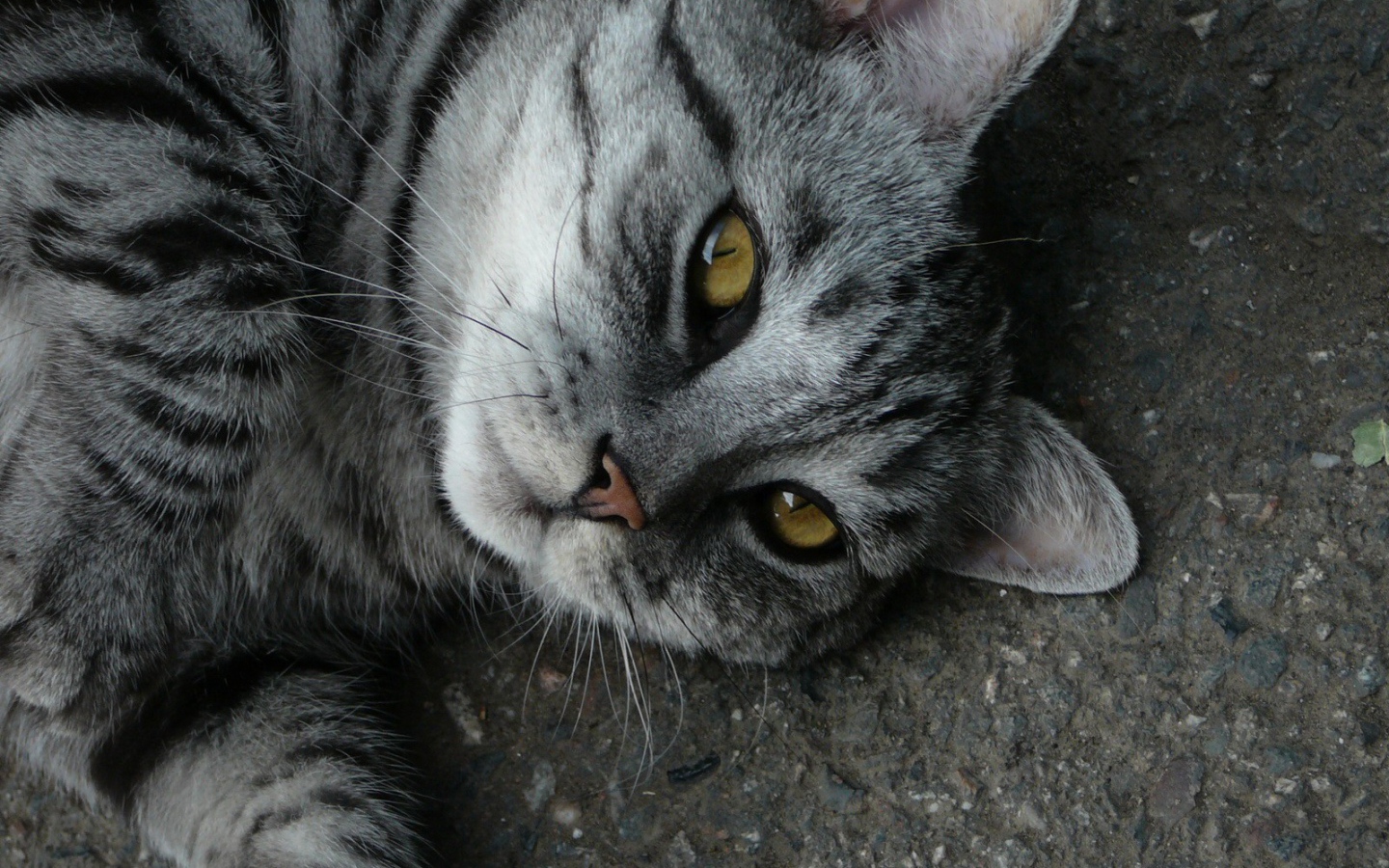 Кот на дороге