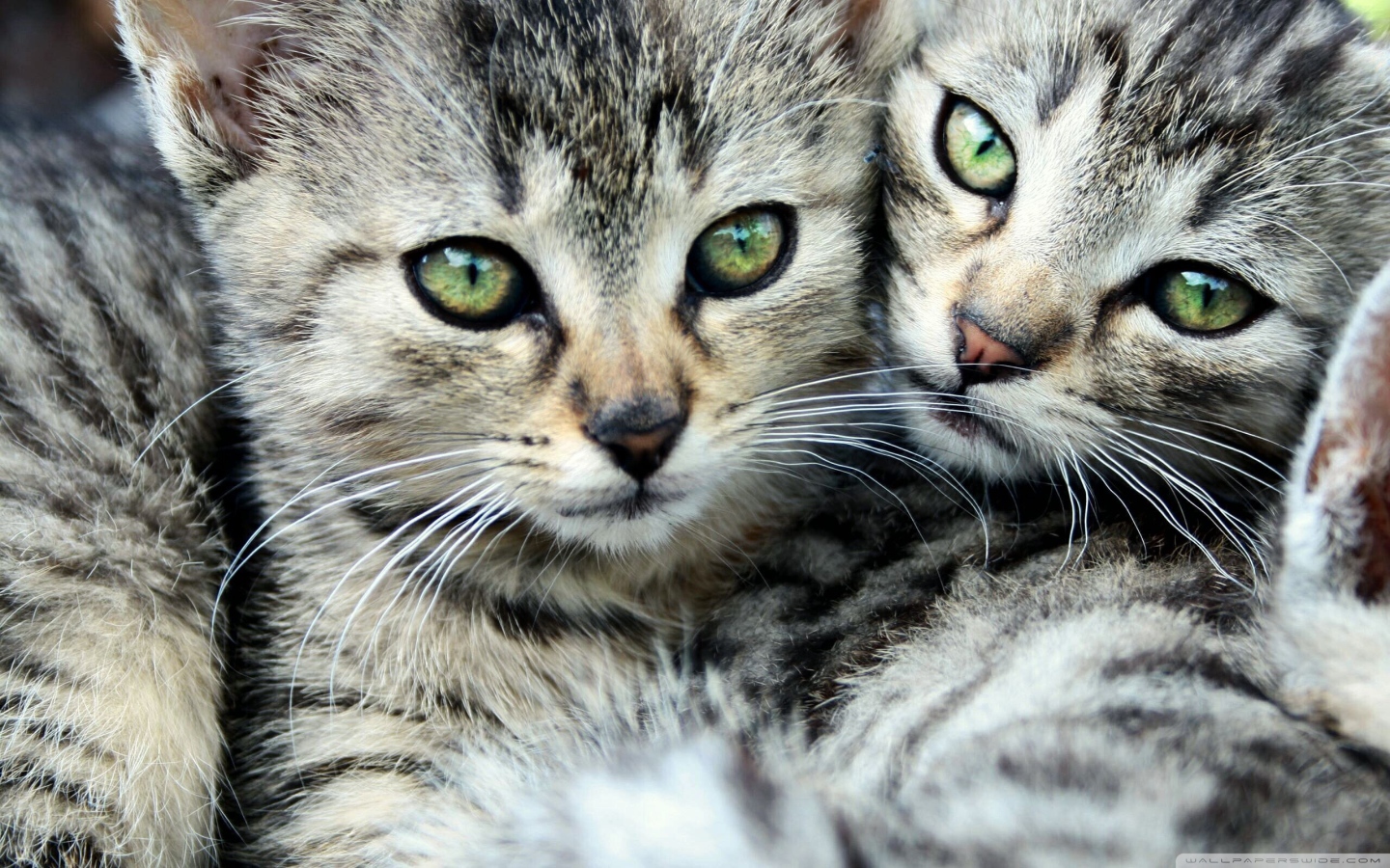 Кошачья семья