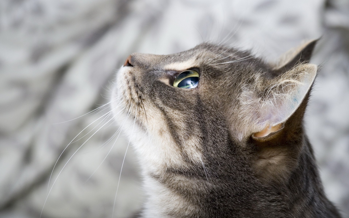 Кошка выжидает жертву