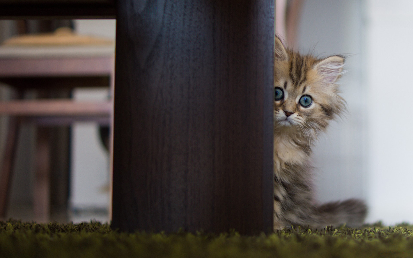 Испуганный котенок