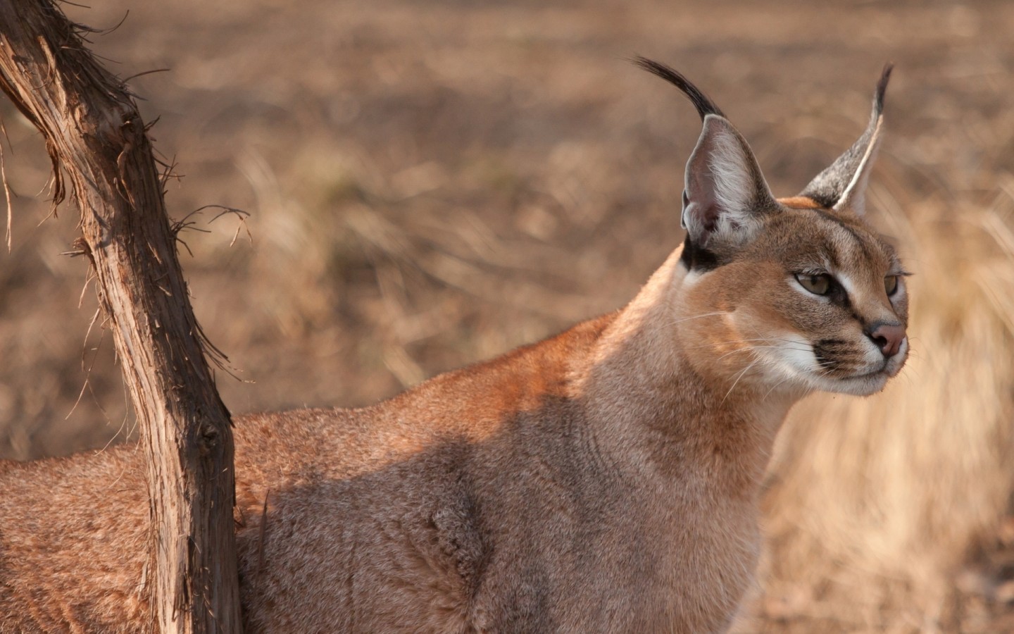 Дикая кошка
