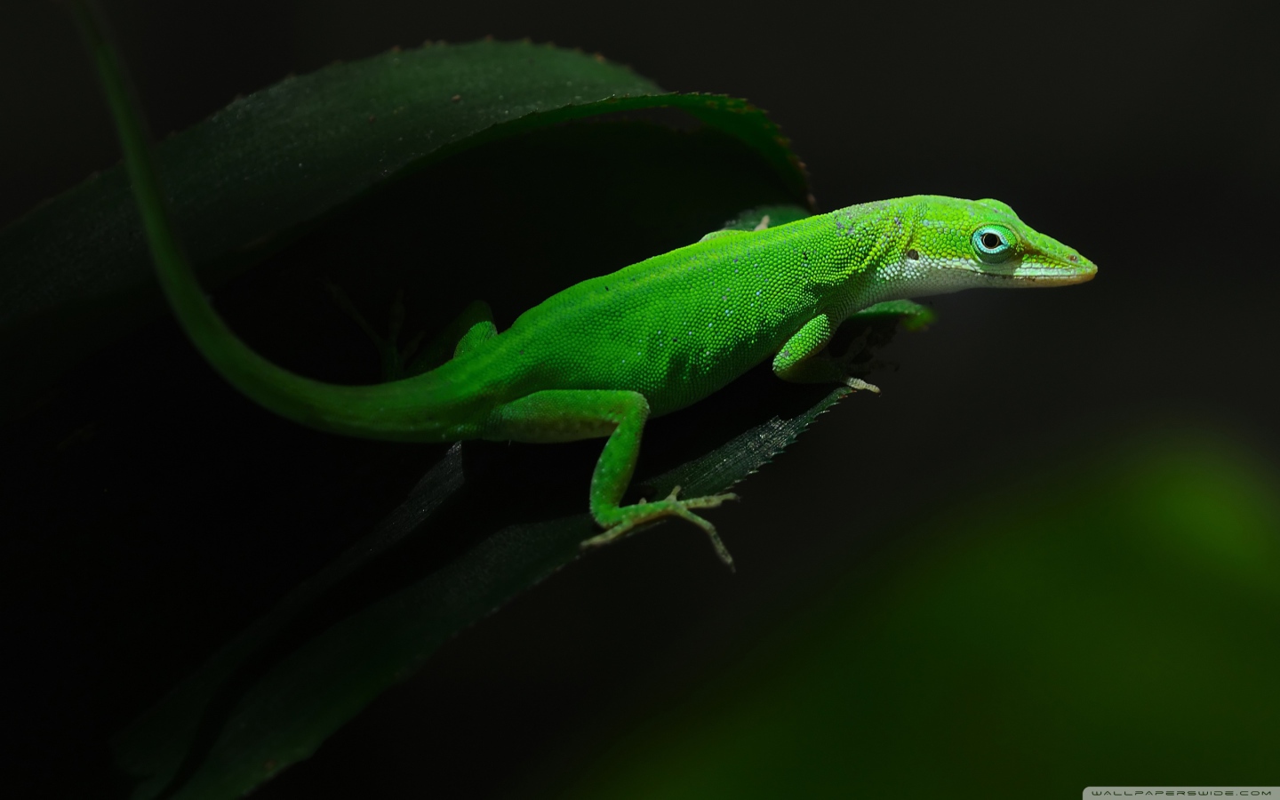 Зеленная ящерица