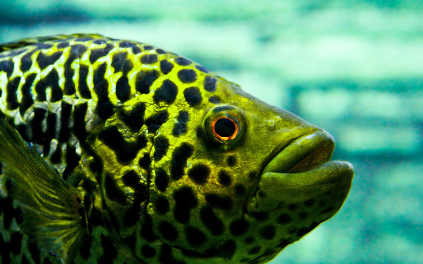 Взгляд рыбы