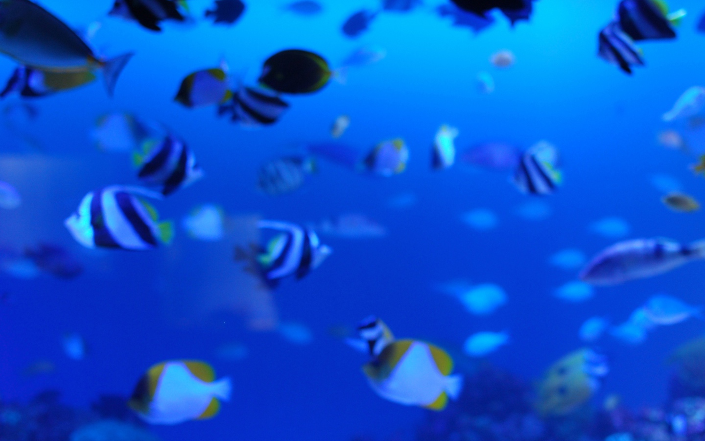 Подводная жизнь