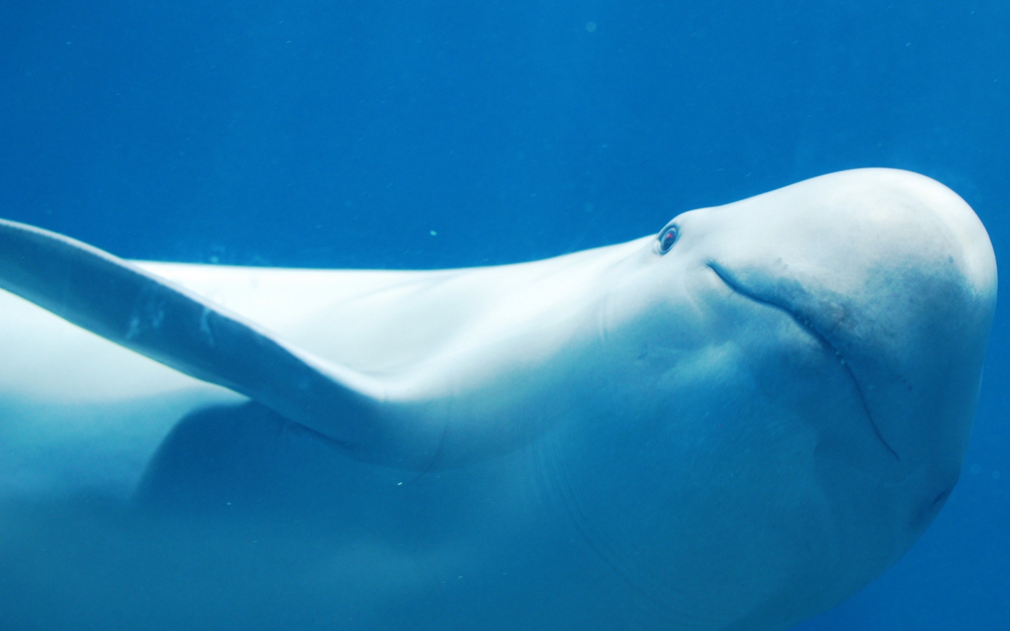 Белый дельфин