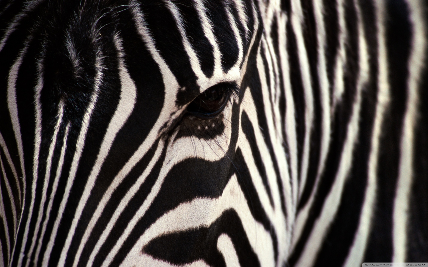 Взгляд зебры