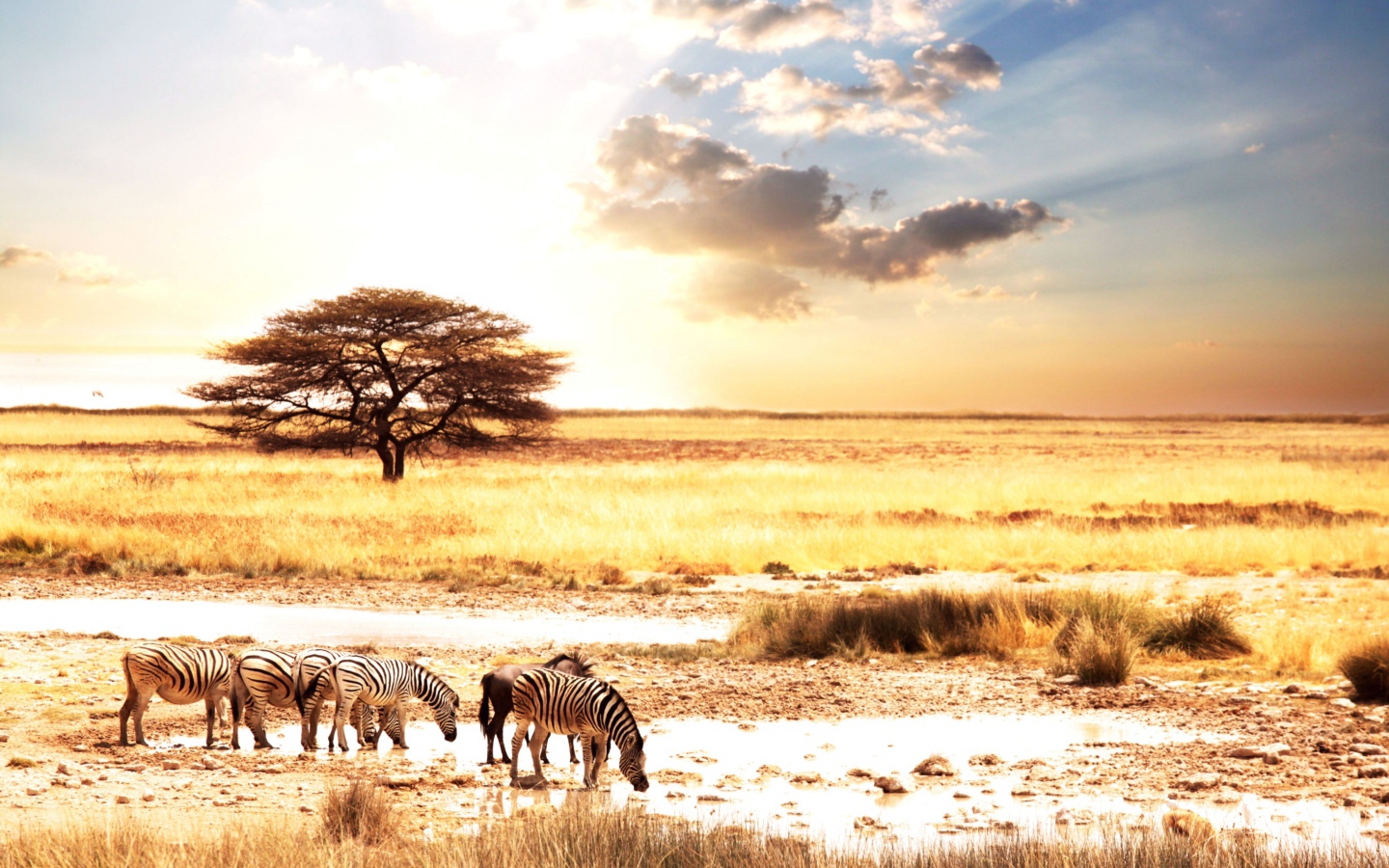 Зебры в саванне