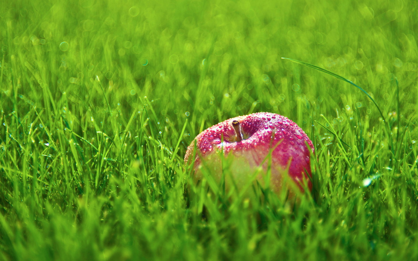 Яблоко в траве