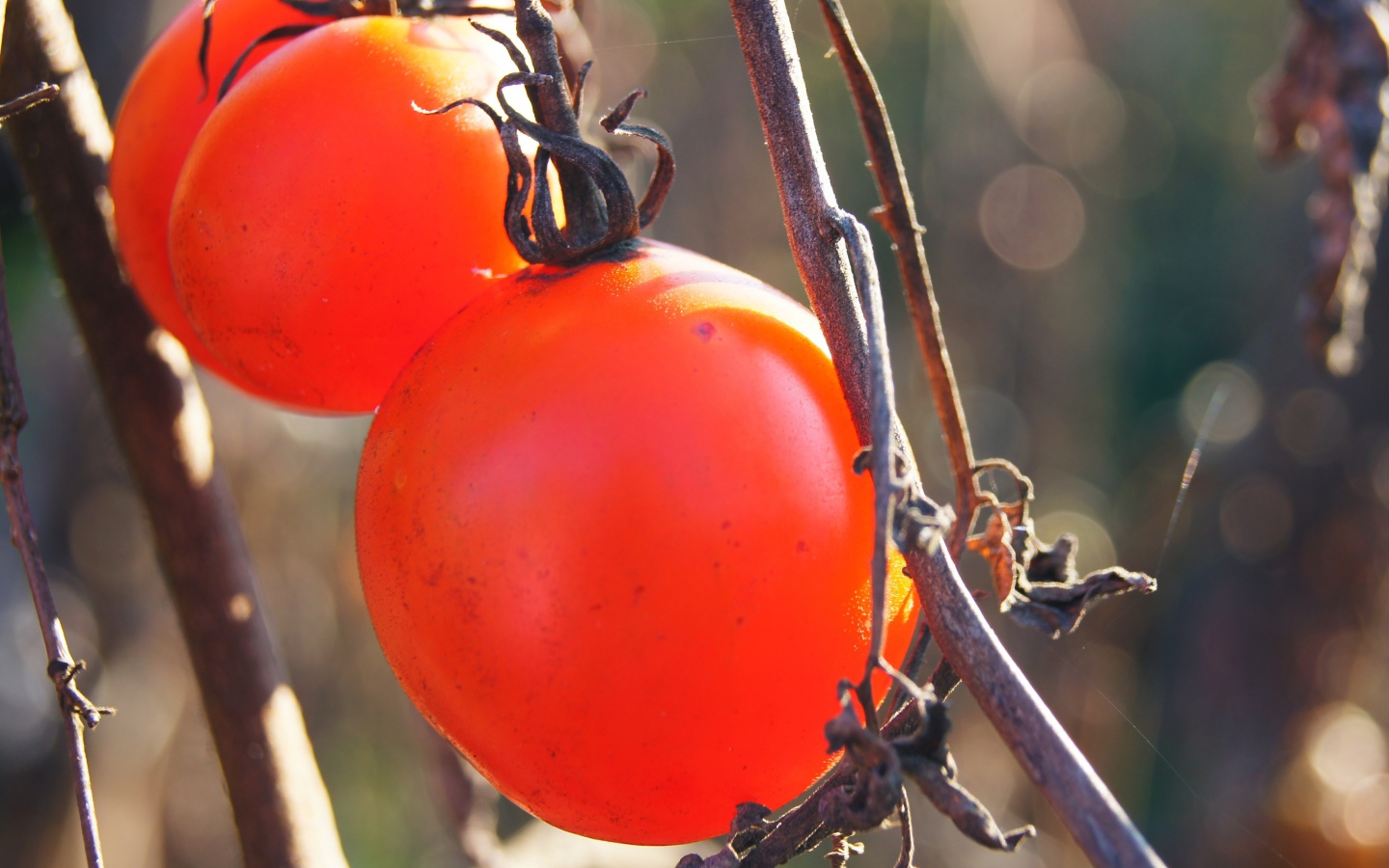 Куст с помидорами