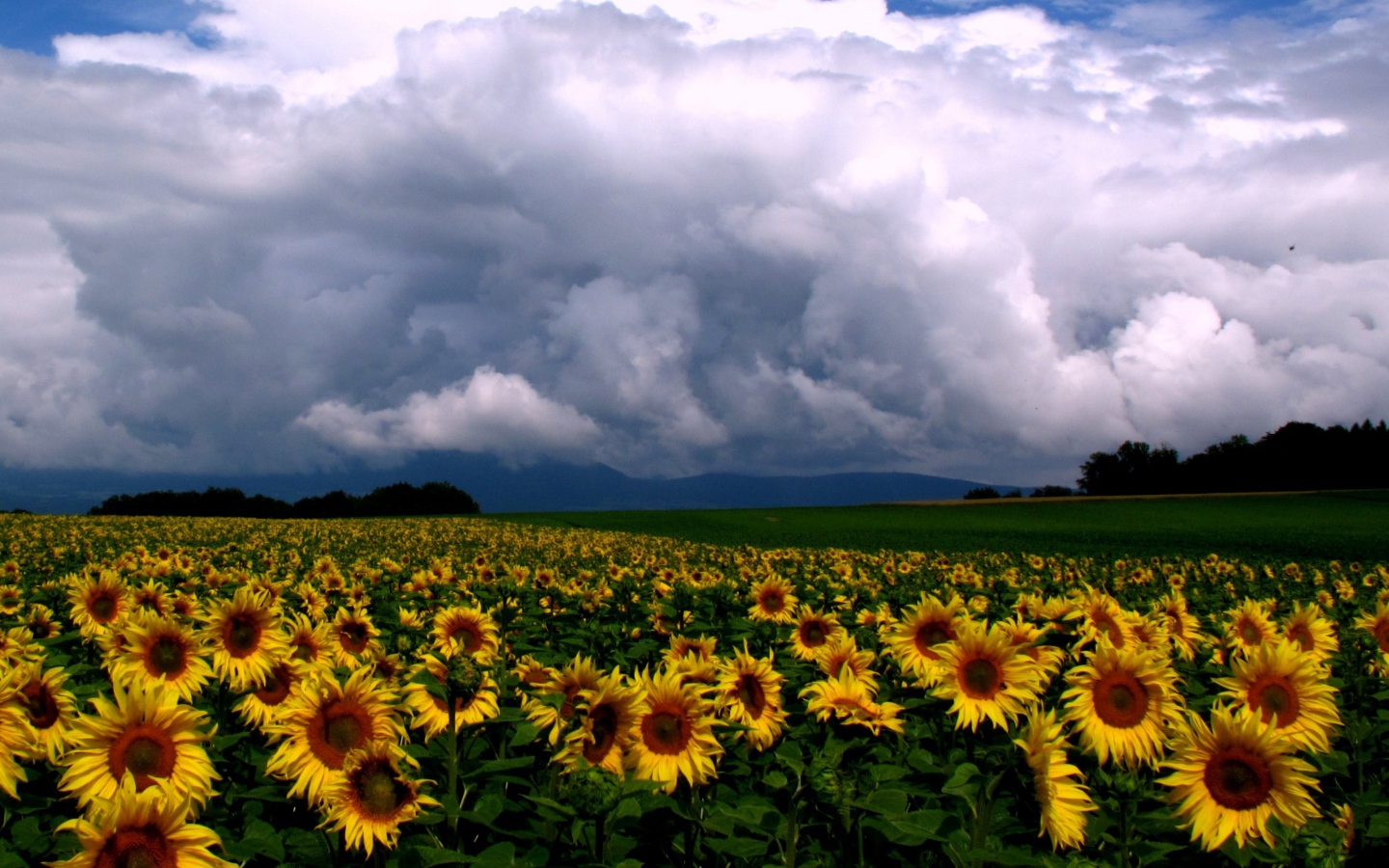 Подсолнухи и облака