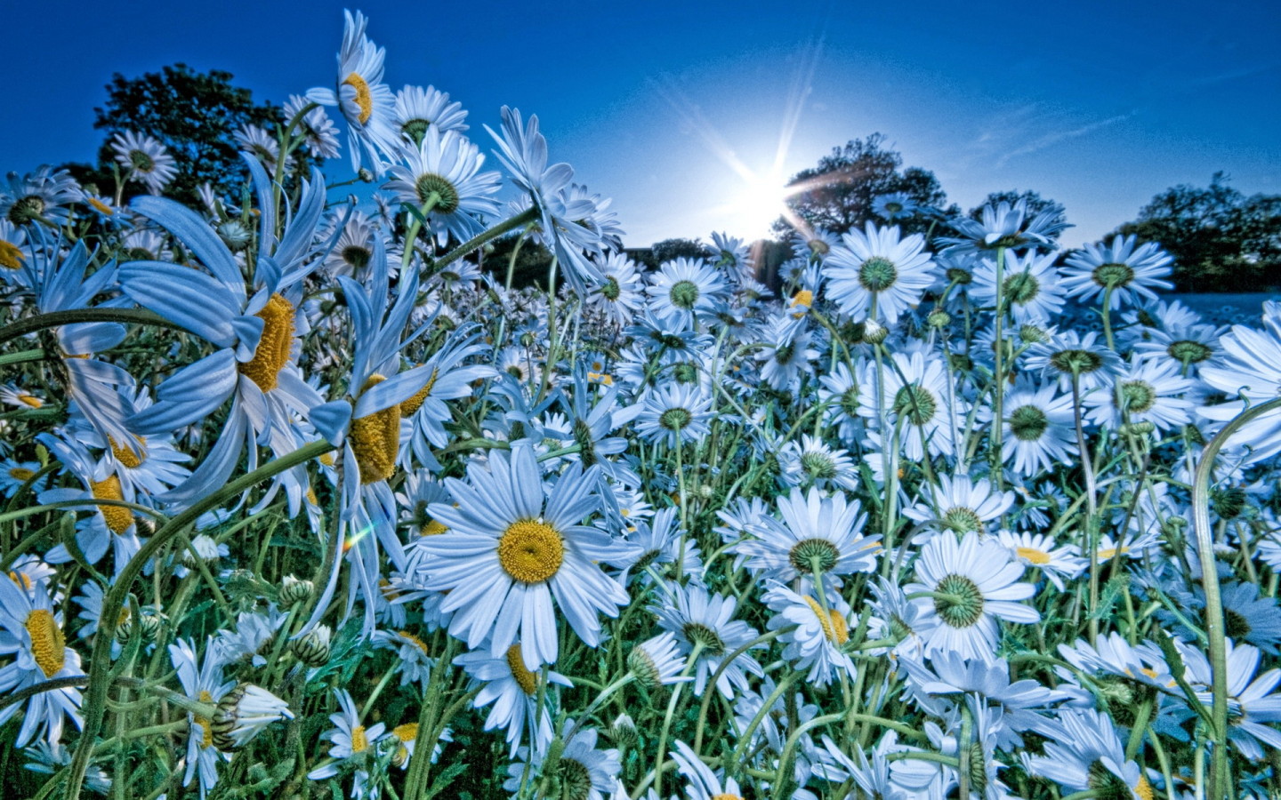 Облако ромашек