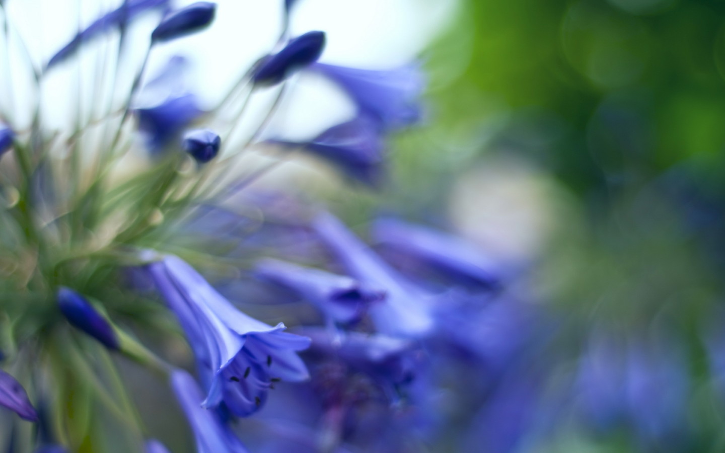 Колокольчики