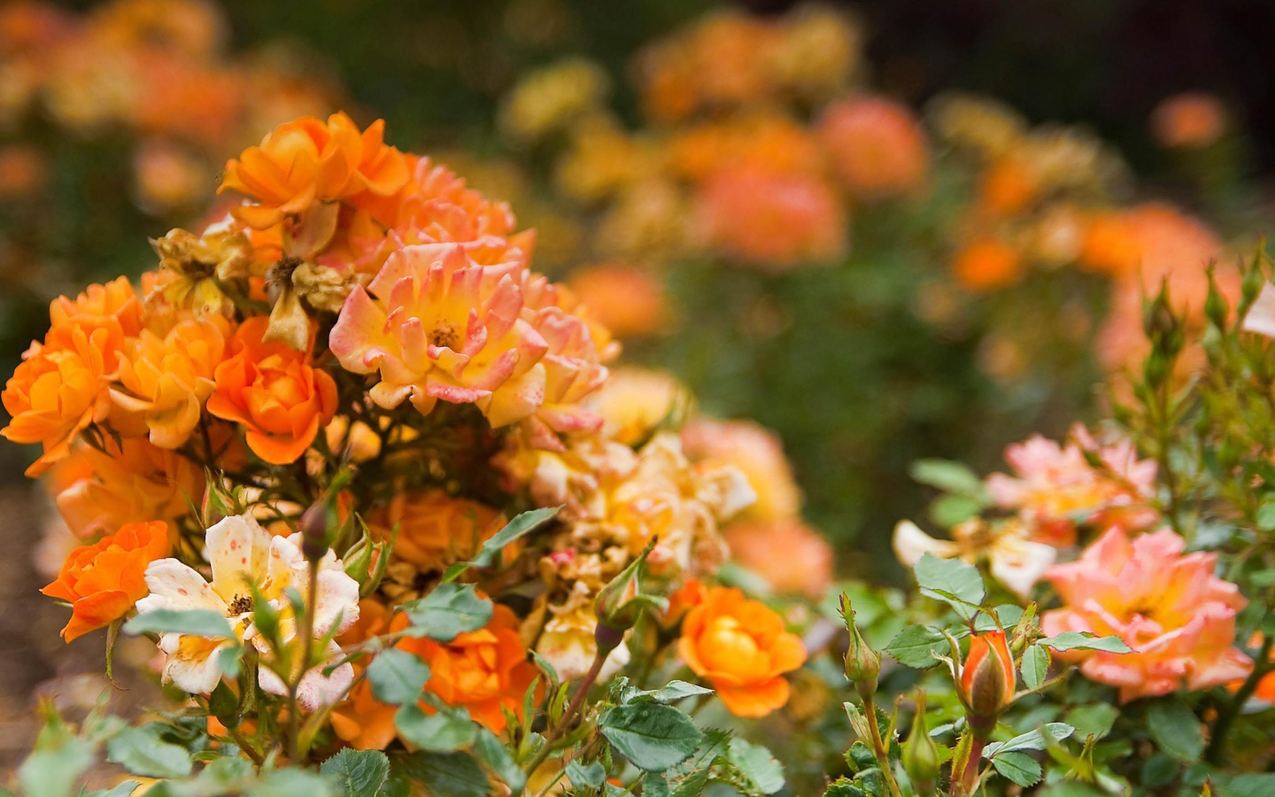 Оранжевые розы