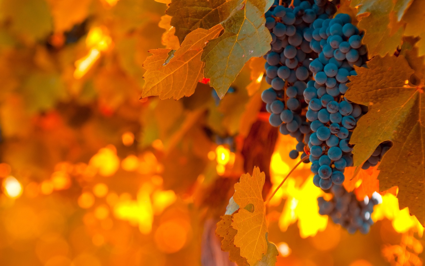 Виноград и листва