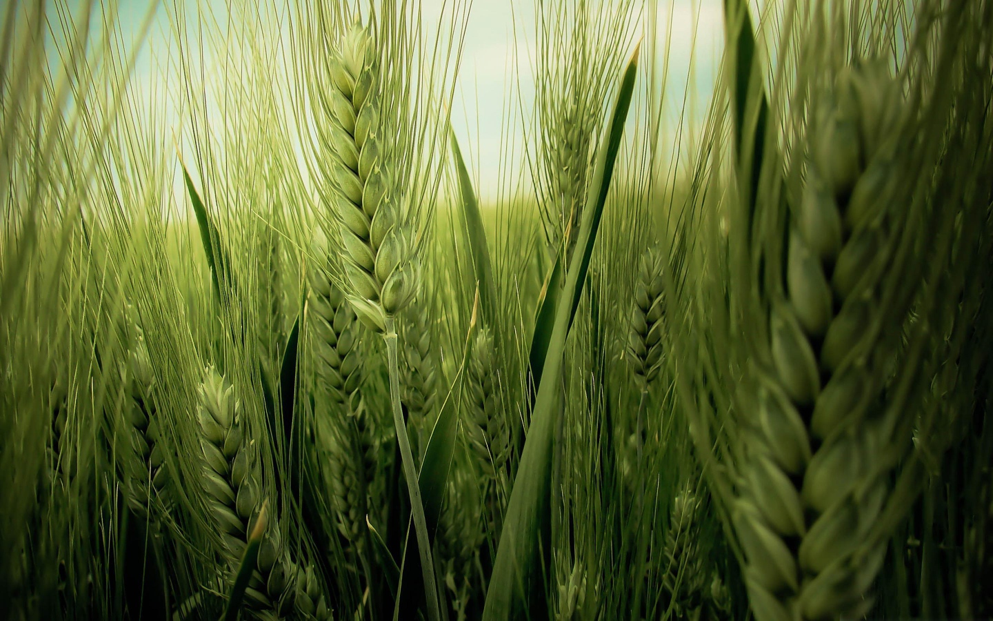 Колос пшеницы